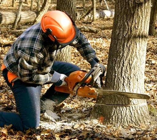 Tree Removal in Deering, MO